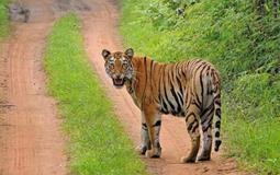BreathtakingIndia Exclusive: Nagpur Tours | Maharashtra Tours - Pench National Park Amazing Package