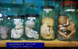 BreathtakingIndia Exclusive: Kodaikanal Things to Do | Tamil Nadu Things to Do - Shembaganur Museum of Natural History