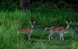 BreathtakingIndia Exclusive: Gwalior Things to Do | Madhya Pradesh Things to Do - Madhav National Park