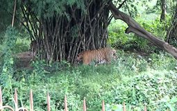 BreathtakingIndia Exclusive: Kunjaban Things to Do | Tripura Things to Do - Sipahijala Wildlife Sanctuary