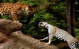 BreathtakingIndia Exclusive: Aizawl Things to Do | Mizoram Things to Do - Mini Zoo