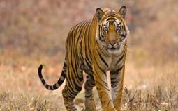 BreathtakingIndia Exclusive: Bandhavgarh National park Tours | Madhya Pradesh Tours - Bandhavgarh Tiger Experience