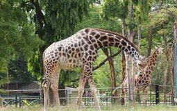 BreathtakingIndia Exclusive: Mysore Things to Do | Karnataka Things to Do - Mysore Zoo