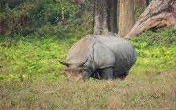 BreathtakingIndia Exclusive: Siliguri Things to Do | West Bengal Things to Do - Jaldapara Wildlife Sanctuary