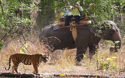 BreathtakingIndia Exclusive: Bandhavgarh National Park Things to Do | Madhya Pradesh Things to Do - Elephant Safari