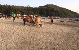 BreathtakingIndia Exclusive: Benaulim Things to Do | Goa Things to Do - Bull Fighting