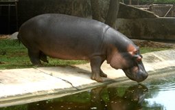 BreathtakingIndia Exclusive: Vishakhapatnam Things to Do | Andhra Pradesh Things to Do - Indira Gandhi Zoological Park