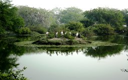 BreathtakingIndia Exclusive: Kumarakom Things to Do | Kerala Things to Do - Kumarakom Bird Sanctuary