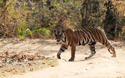 BreathtakingIndia Exclusive: Bandhavgarh National park Tours | Madhya Pradesh Tours - Bandhavgarh Tiger Trails