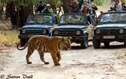BreathtakingIndia Exclusive: Bandhavgarh National park Tours | Madhya Pradesh Tours - 3 Days Bandhavgarh Tiger Safari