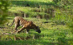 BreathtakingIndia Exclusive: Bandhavgarh National Park Things to Do | Madhya Pradesh Things to Do - Magadhi zone 