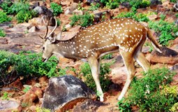 BreathtakingIndia Exclusive: Tirupati Things to Do | Andhra Pradesh Things to Do - Deer Park
