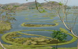 BreathtakingIndia Exclusive: Loktak Lake Things to Do | Manipur Things to Do - Vegetation