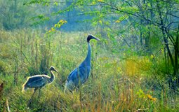 BreathtakingIndia Exclusive: Panaji Things to Do | Goa Things to Do - SalimAli Bird Sanctuary
