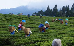 BreathtakingIndia Exclusive: Jorhat Things to Do | Assam Things to Do - Tea Festival