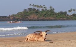 BreathtakingIndia Exclusive: Sambalpur Things to Do | Odisha Things to Do - Cattle Island