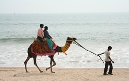 BreathtakingIndia Exclusive: Konark Things to Do | Odisha Things to Do - Camel ride at Chandrabhaga beach
